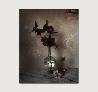 Hellebores