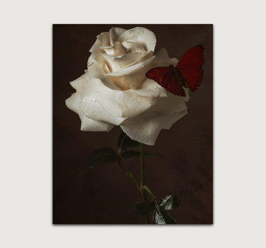 A Single Rose