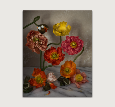 Icelandic Poppies