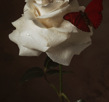 A Single Rose