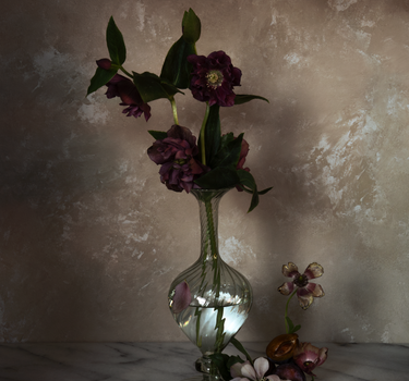 Hellebores