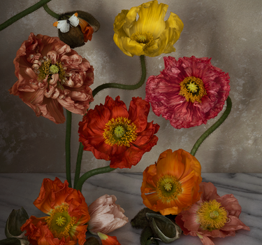 Icelandic Poppies