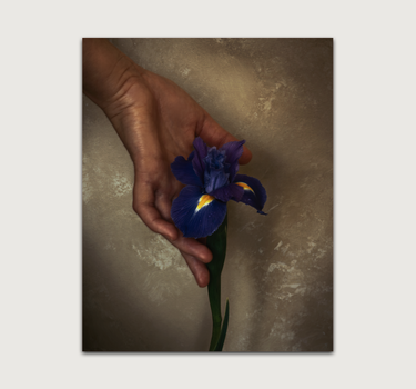 Purple Iris