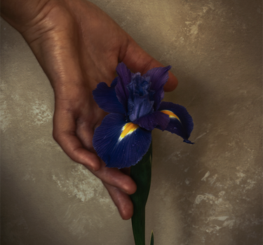 Purple Iris