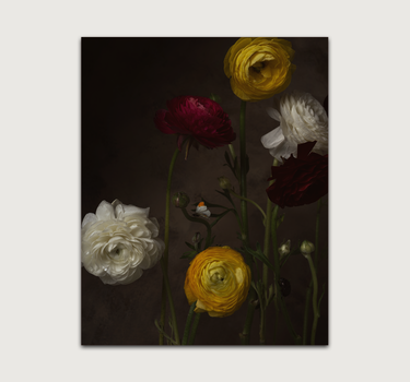 Ranunculus