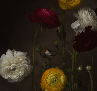Ranunculus