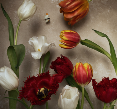 Tulip Love